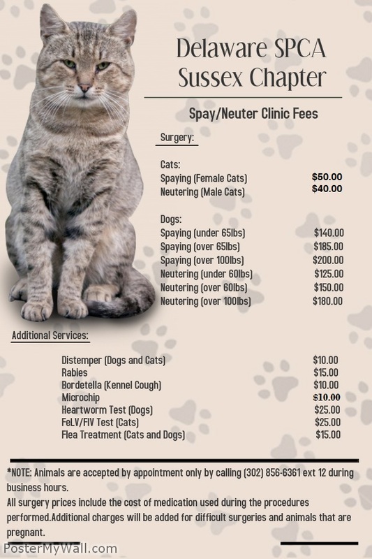 Spca store cat neutering